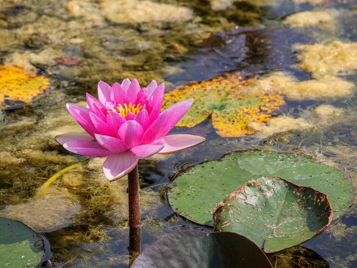 A Lilly